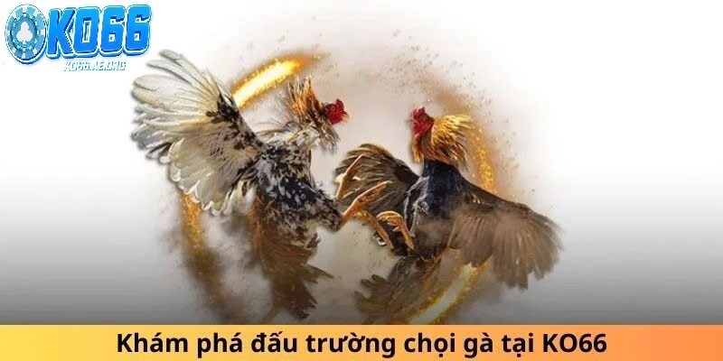 Trải nghiệm đá gà trực tuyến hấp dẫn người chơi nhất