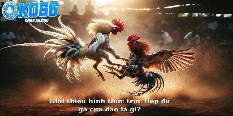 Những sảnh đá gà được nhiều người yêu thích