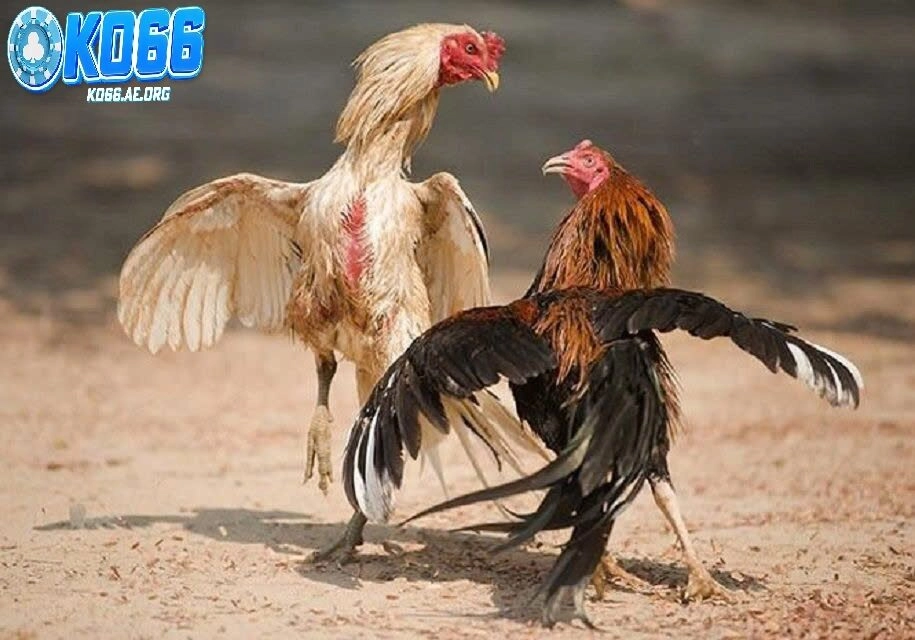 Mẹo chơi đá gà hiệu quả