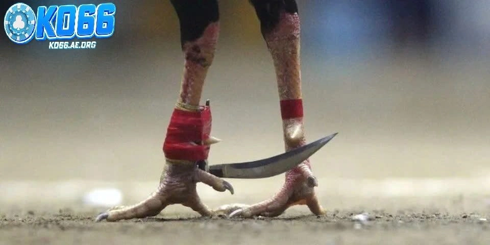 Giới thiệu đá gà cựa đao cơ bản