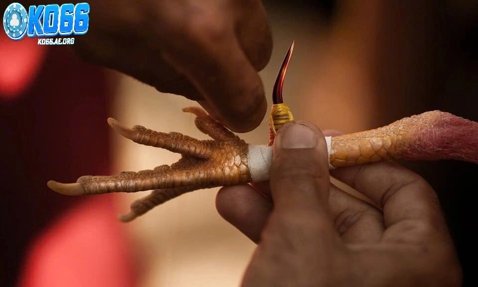 Đá Gà Cựa Dao Ko66 – Trận Đấu Đặc Sắc Tại Philippines PO1