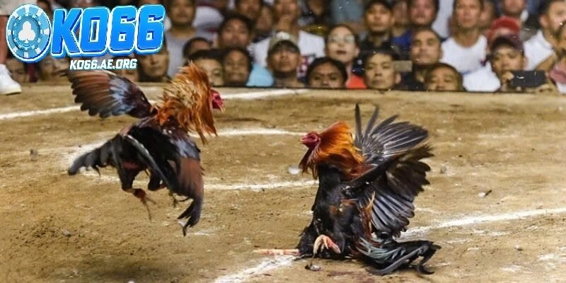 Giới thiệu về đá gà cựa sắt