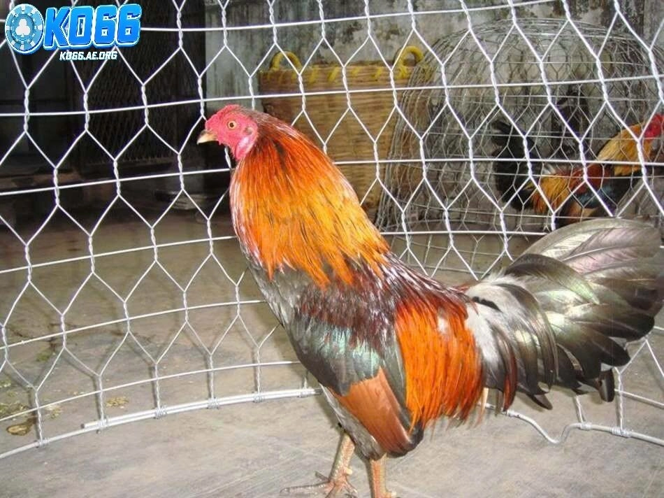 Những lý do nên chọn chơi tại ko66