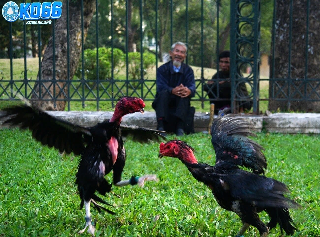 Đá gà hậu tuyệt kỹ chiến kê