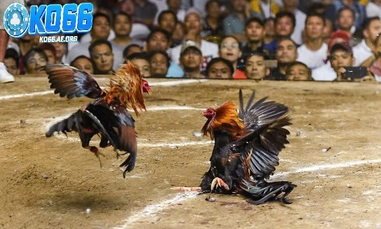 Gà Đá Hầu Kiềng KO66 – Tuyệt Kỹ Của Những Chiến Kê Thép