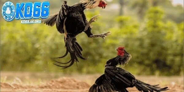 Tổng quan khái quát về đá gà Thomo