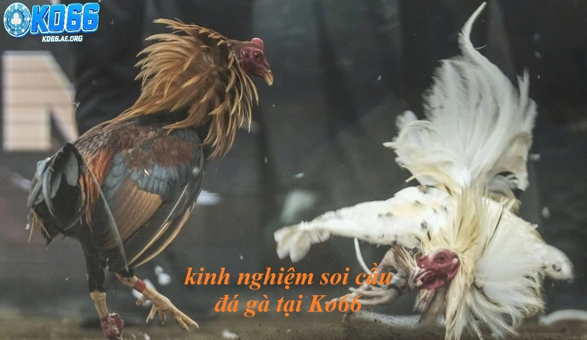 Kinh Nghiệm Soi Kèo Đá Gà Tại ko66 Chuẩn Xác